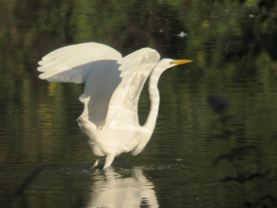 Flou de bougé