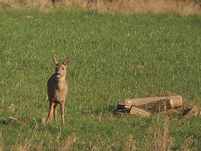 Digiscopie sur trépied 2