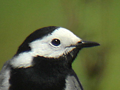 Digiscopie avec longue vue ED